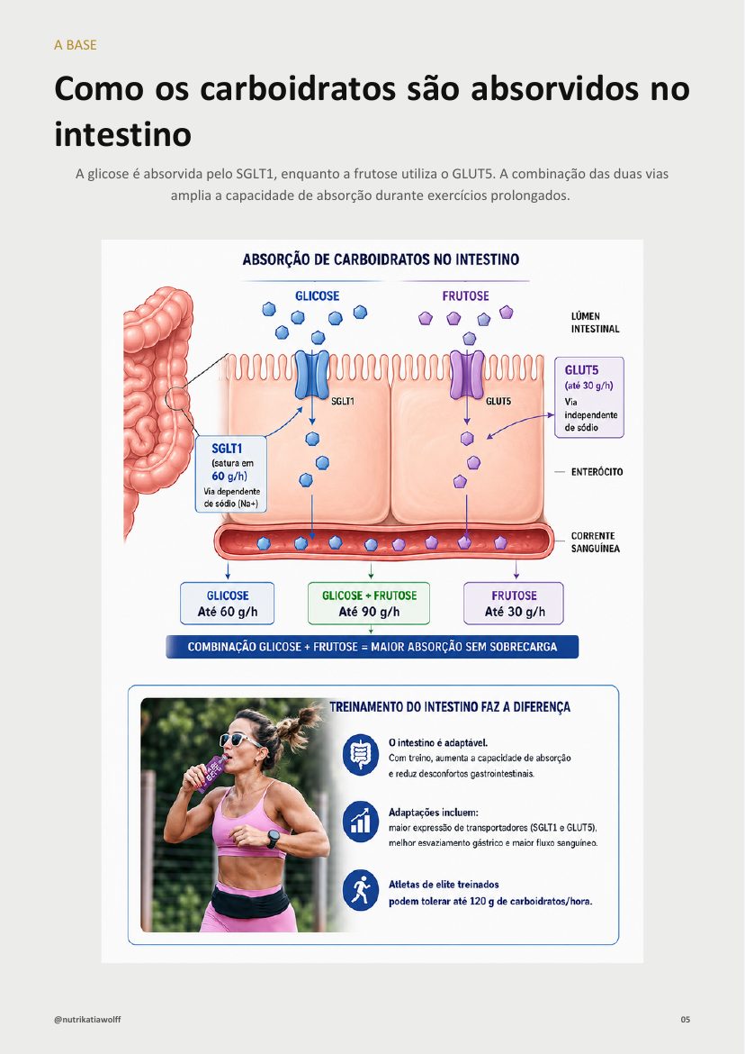 Como os carboidratos são absorvidos no intestino
